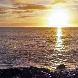 Meet your Posher, Elsa